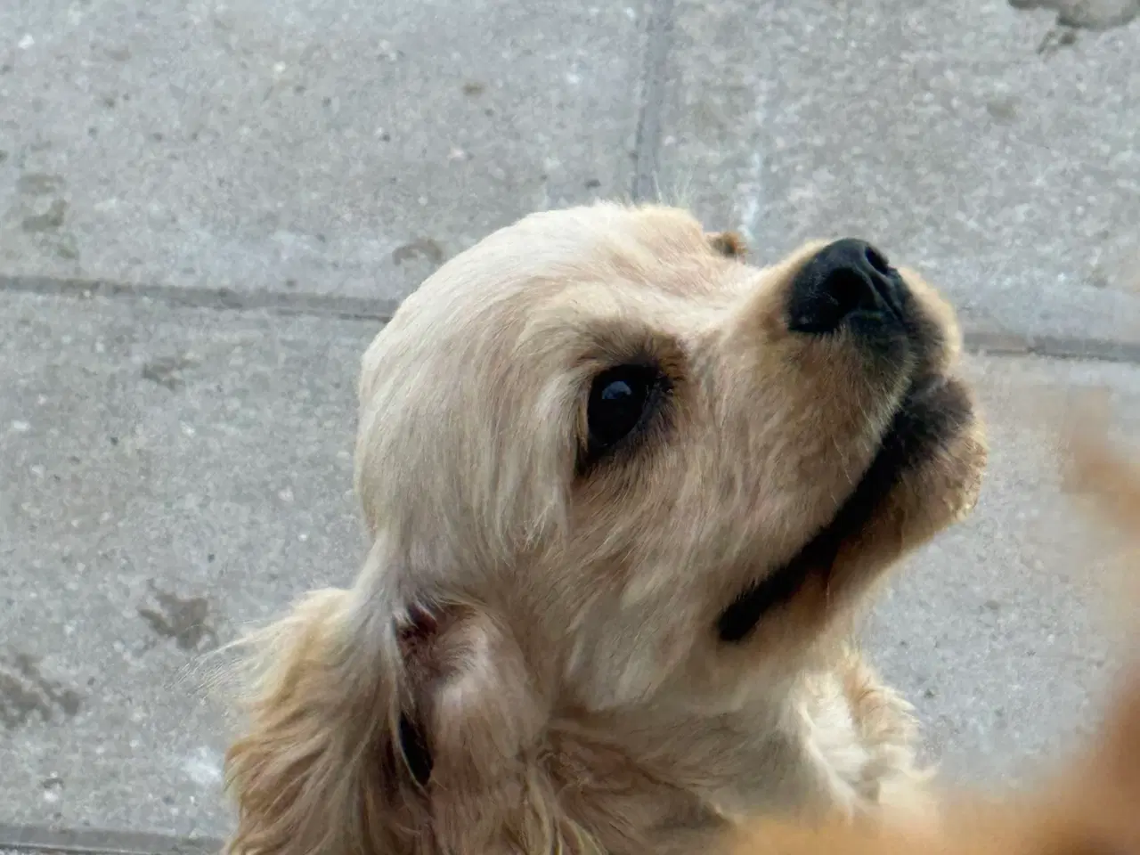 Billede 19 - Rejseklar 🧳 Skønne Amerikanske Cockerspaniel 