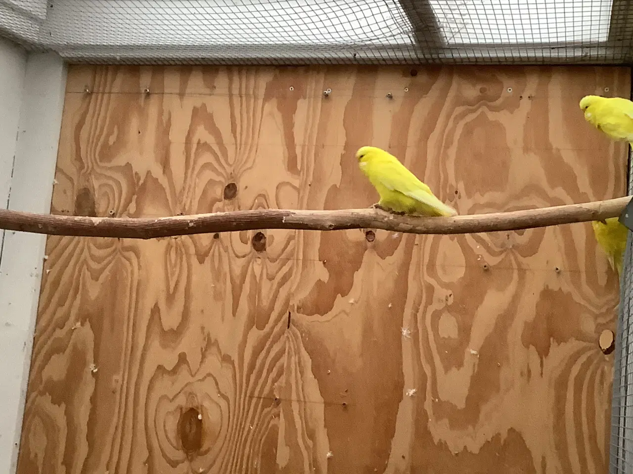 Billede 4 - 3,1 engelske undulater + 1 hvid med røde øjne