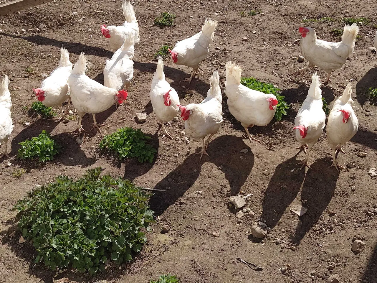 Billede 1 - Gode æglægger