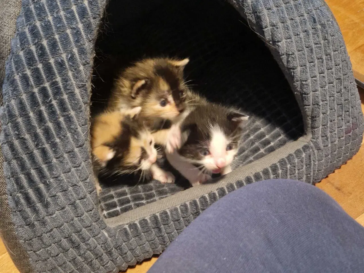 Billede 1 - 4 kattekillinger sælges