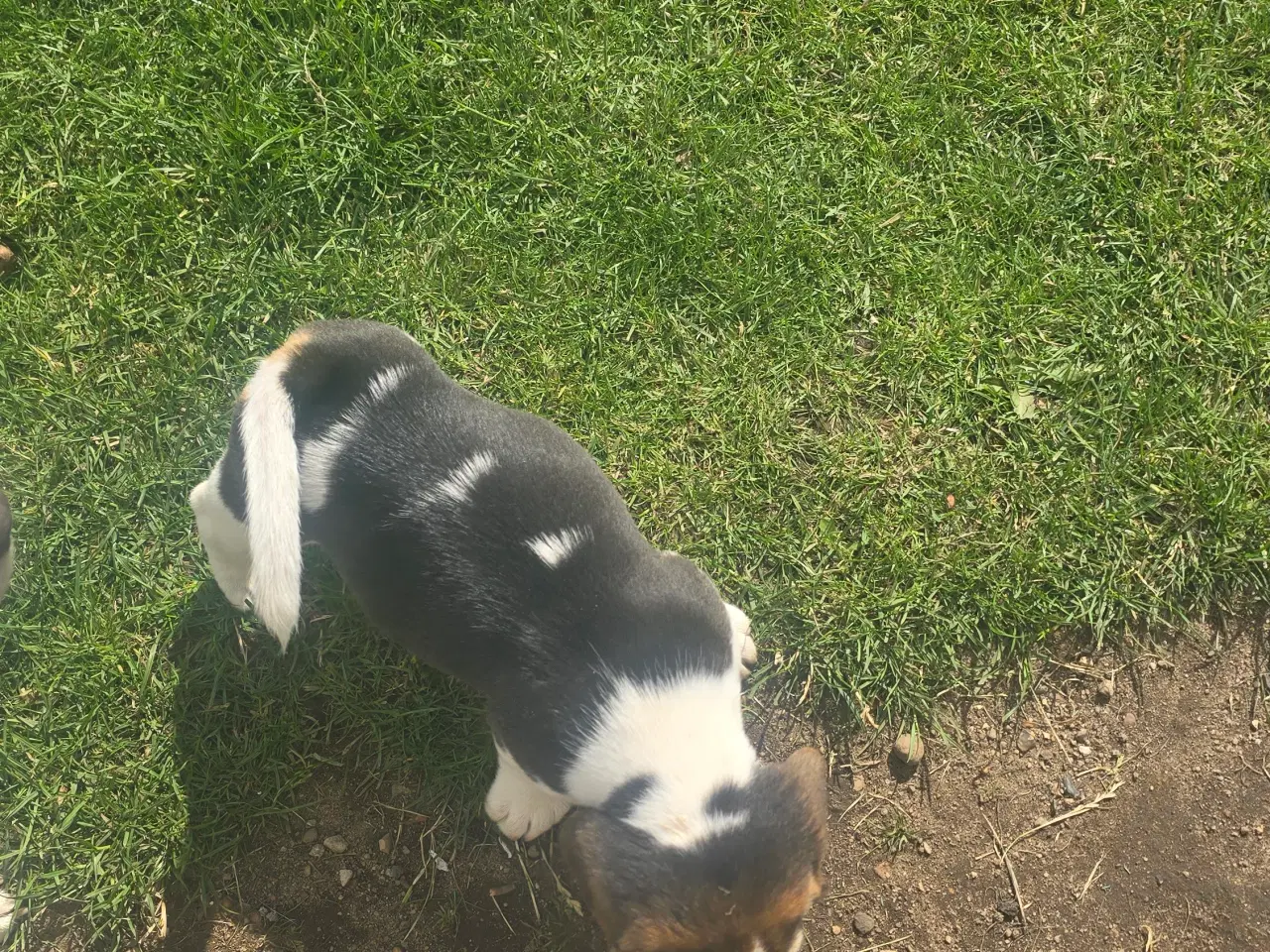Billede 11 - Beagle tricolor