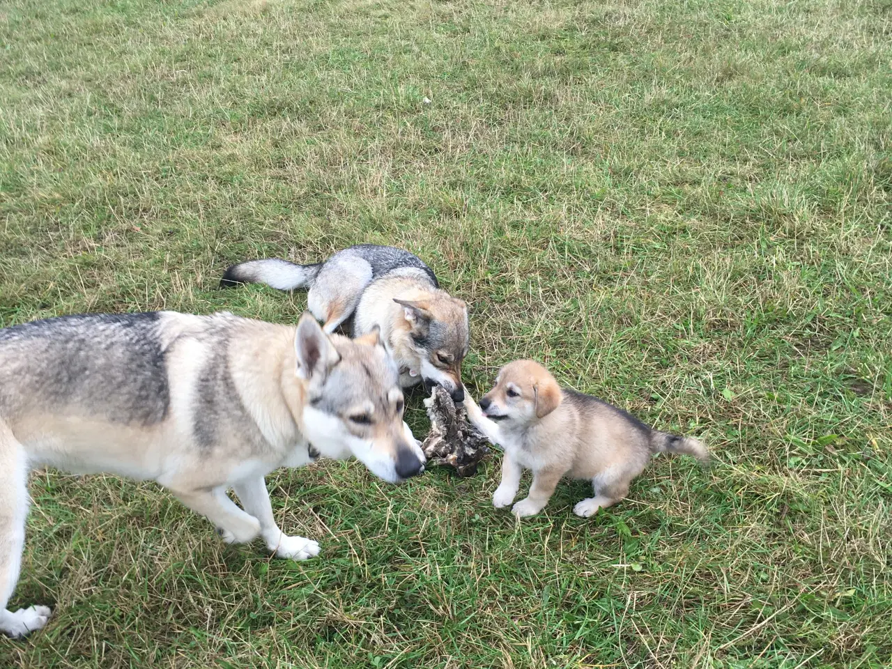 Billede 20 - Hvalpe af hvid schæfer og tjekkoslovakisk ulvehund