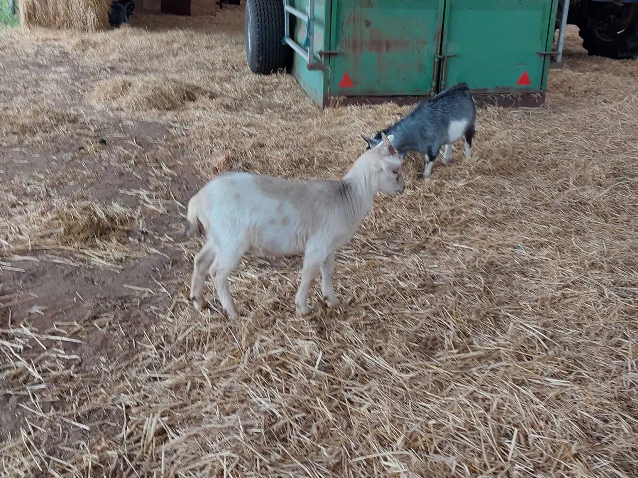 Billede 2 - Gedekid fra marts måned