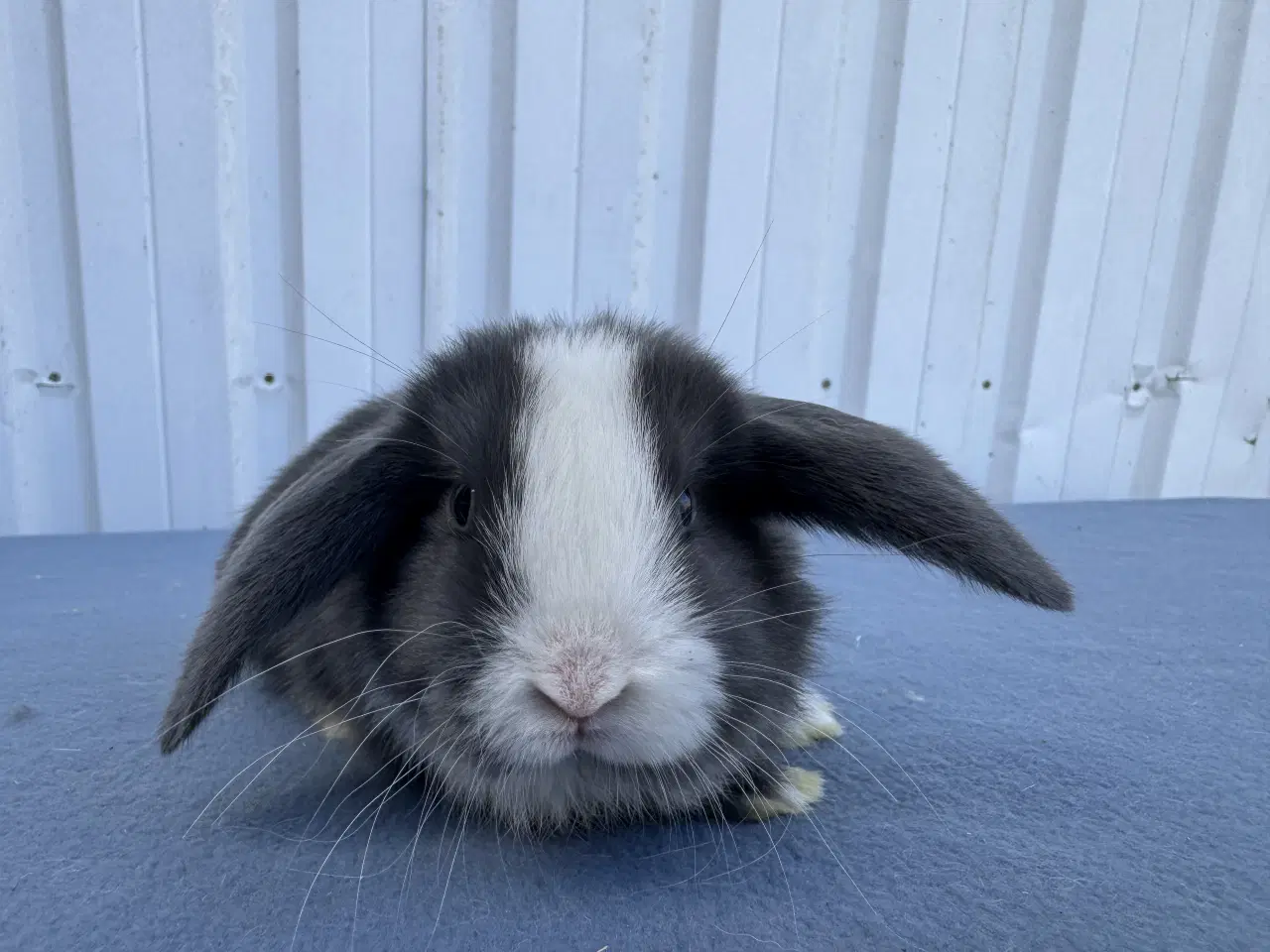 Billede 6 - Dværgvædder hunkanin
