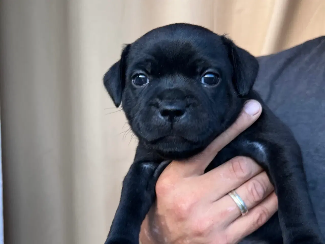 Billede 7 - Staffordshire Bull terrier