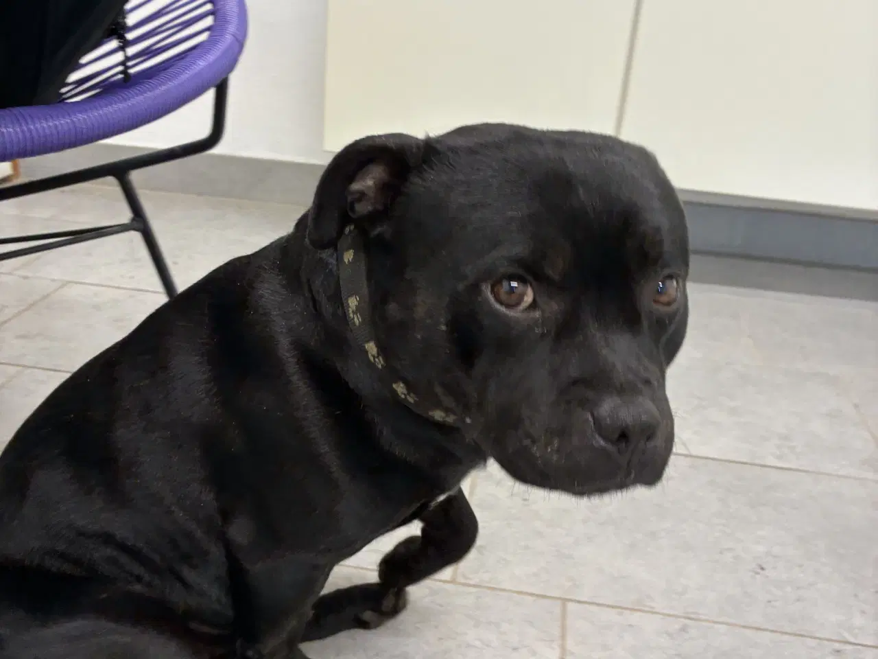 Billede 7 - Blå Staffy salgsklar fra d 13/2-26