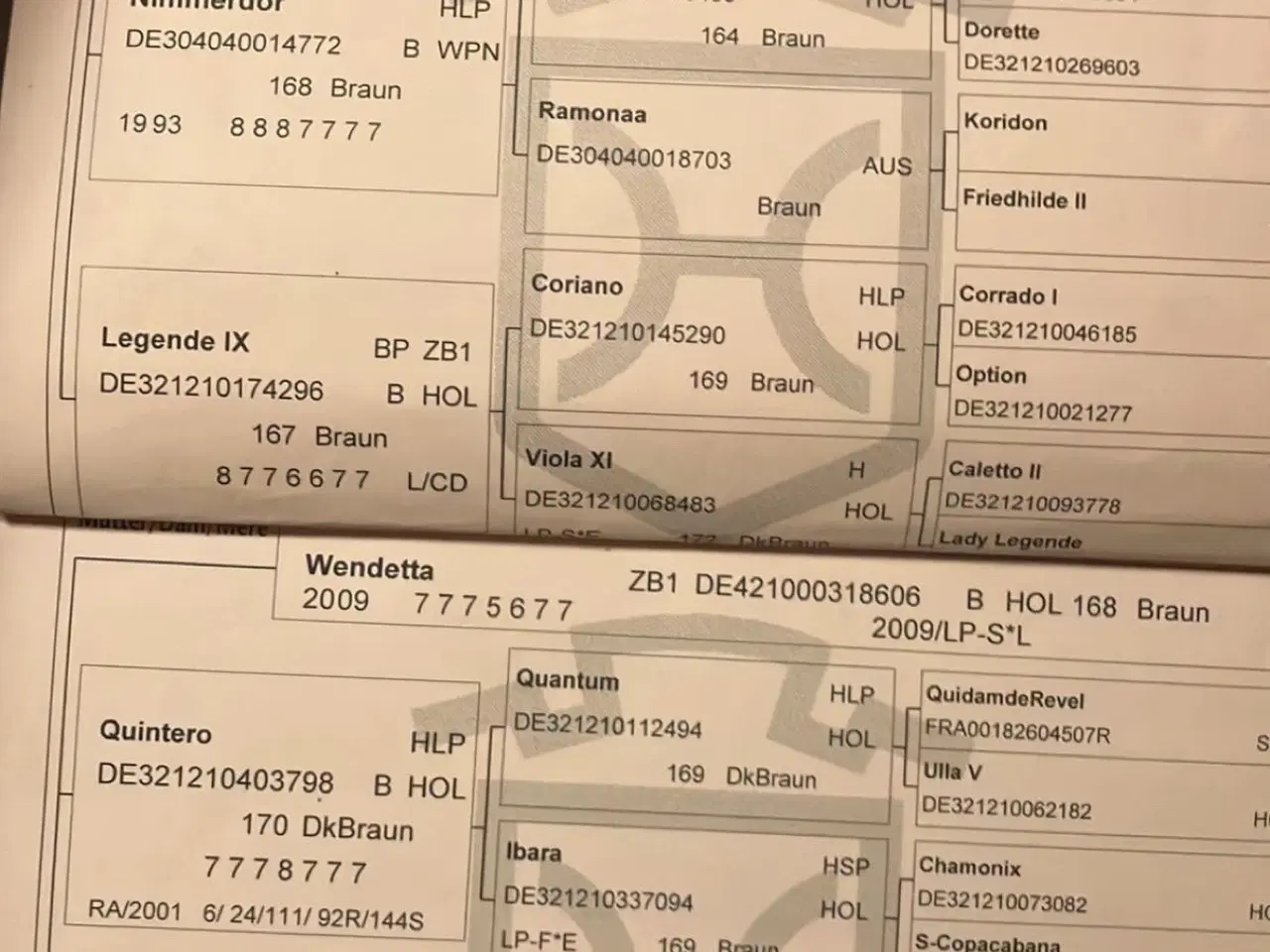 Billede 6 - Føl sælges 