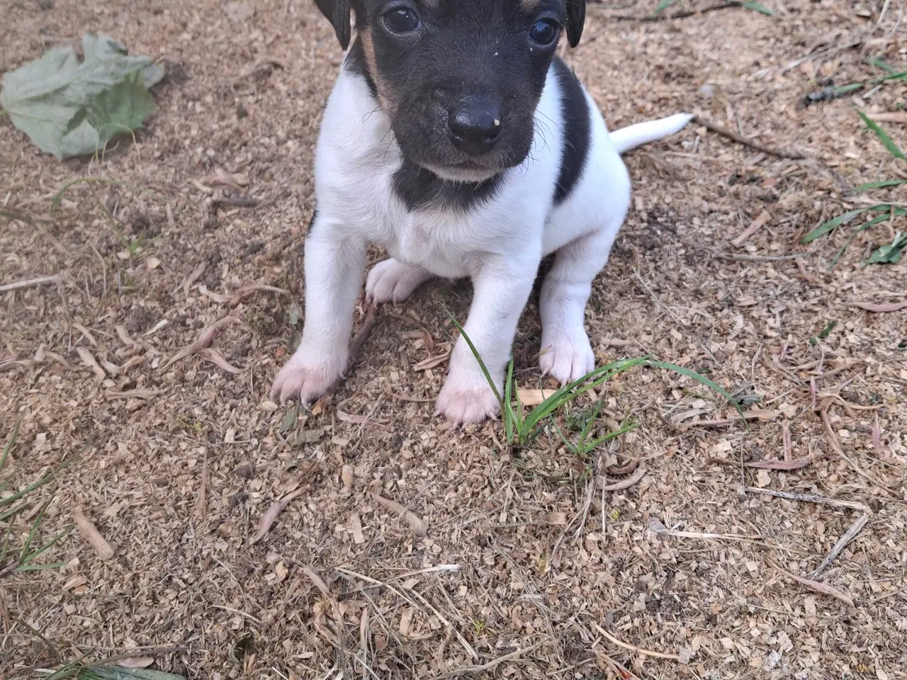 Billede 7 - Dansk svensk gårdhund (hundehvalpe)