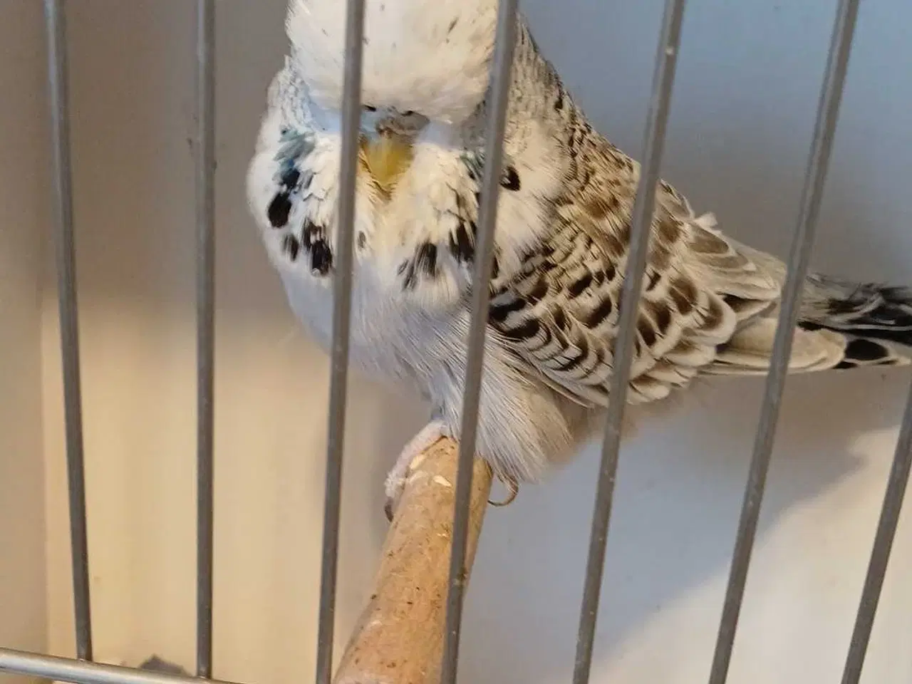 Billede 5 - Engelske undulater hun