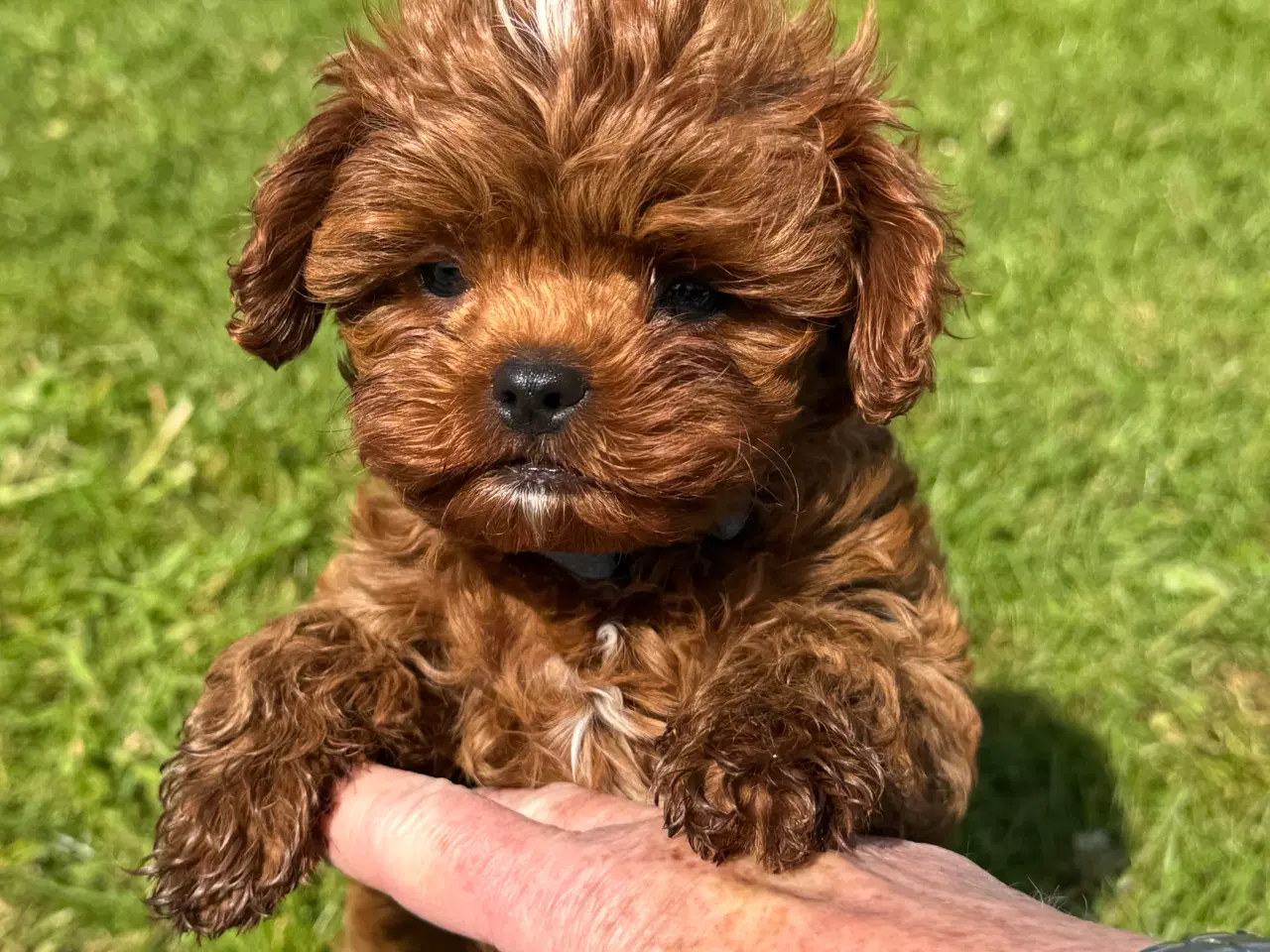Billede 12 - Cavapoo Rejseklar 