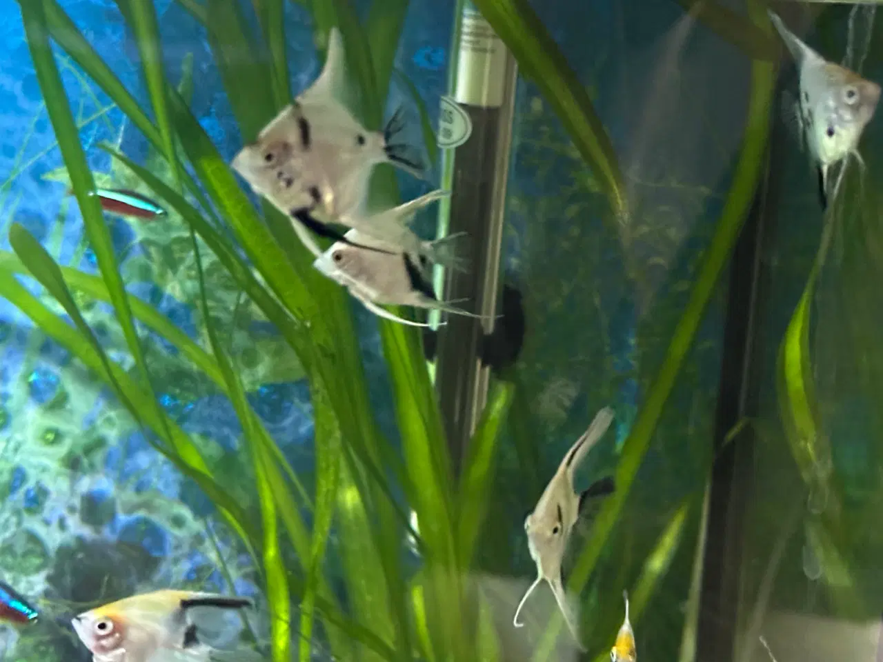 Billede 5 - Koi Scalare (Pterophyllum scalare),