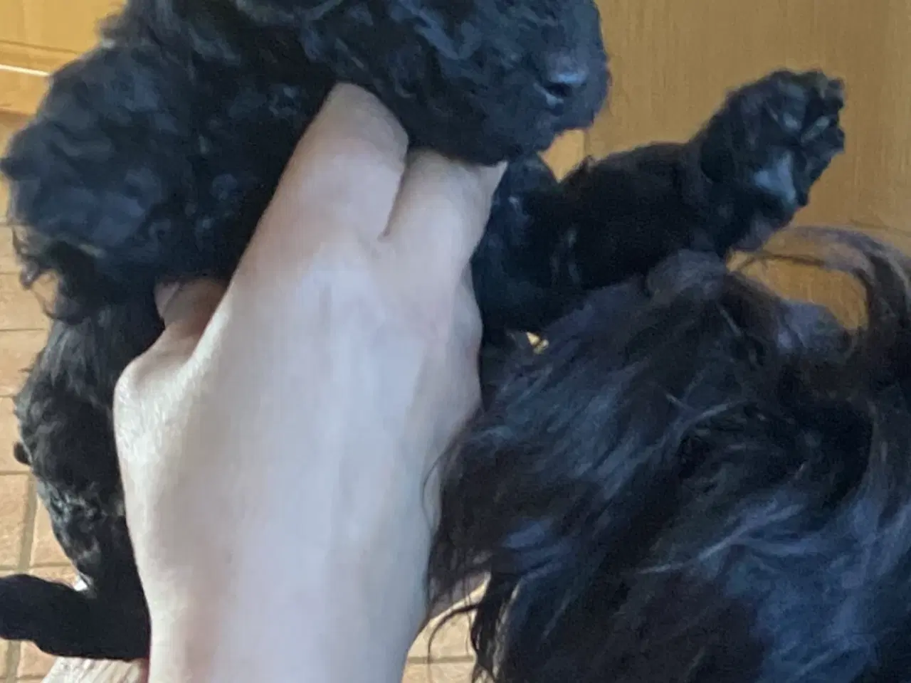 Billede 5 - Cavapoo det er en han. Sund og rask og kan lide at