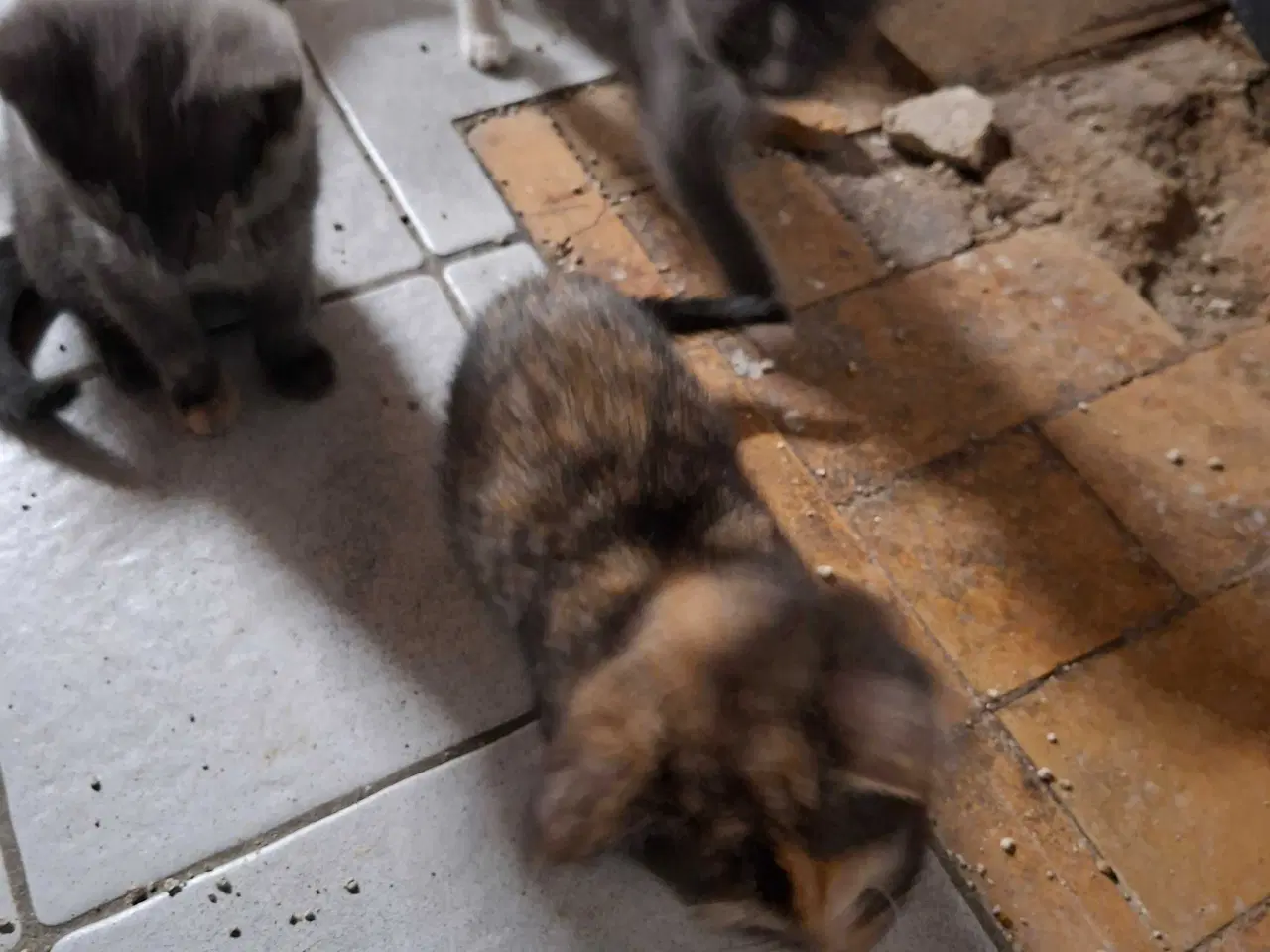 Billede 7 - Kattekillinger sælges