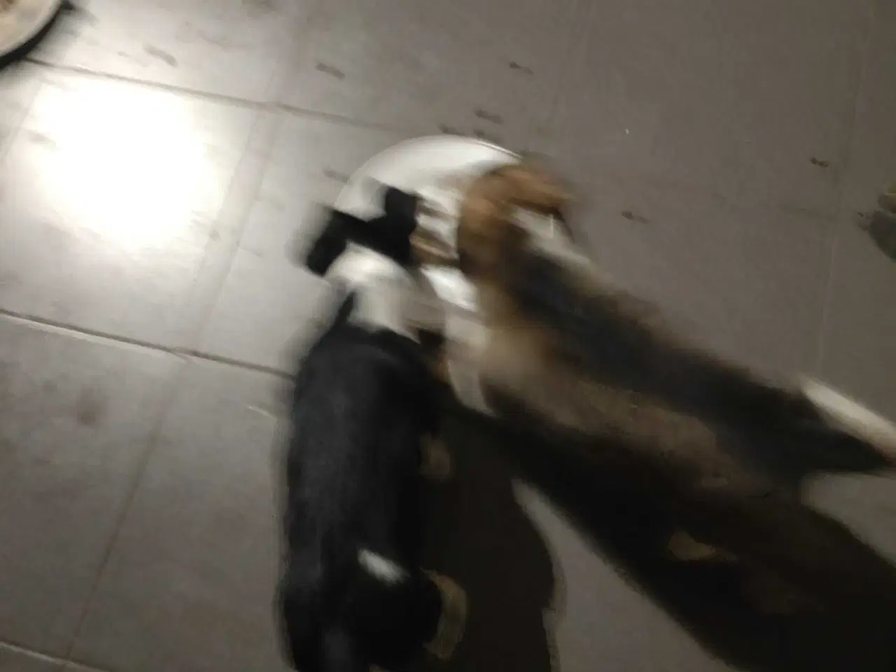 Billede 5 - Jack Russell blanding