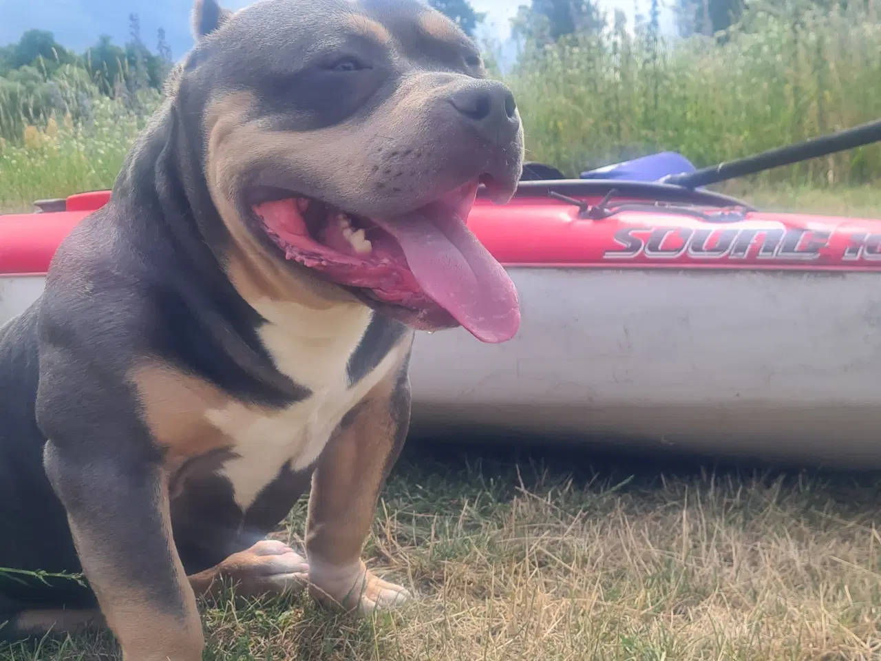 Billede 1 - American Bully Pocket 
