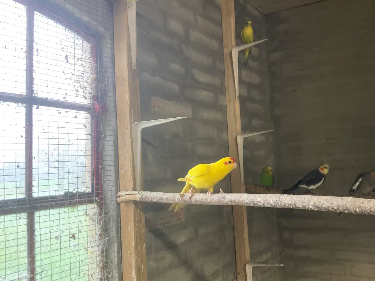 Billede 3 - Flotte gule Gedeparekitter unger