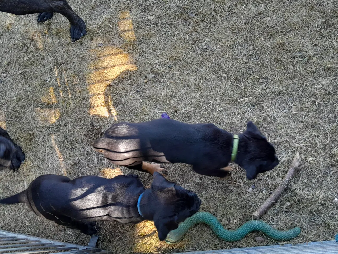 Billede 2 - Cane Corso, Italiano hvalpe søger ny mor. Familie.