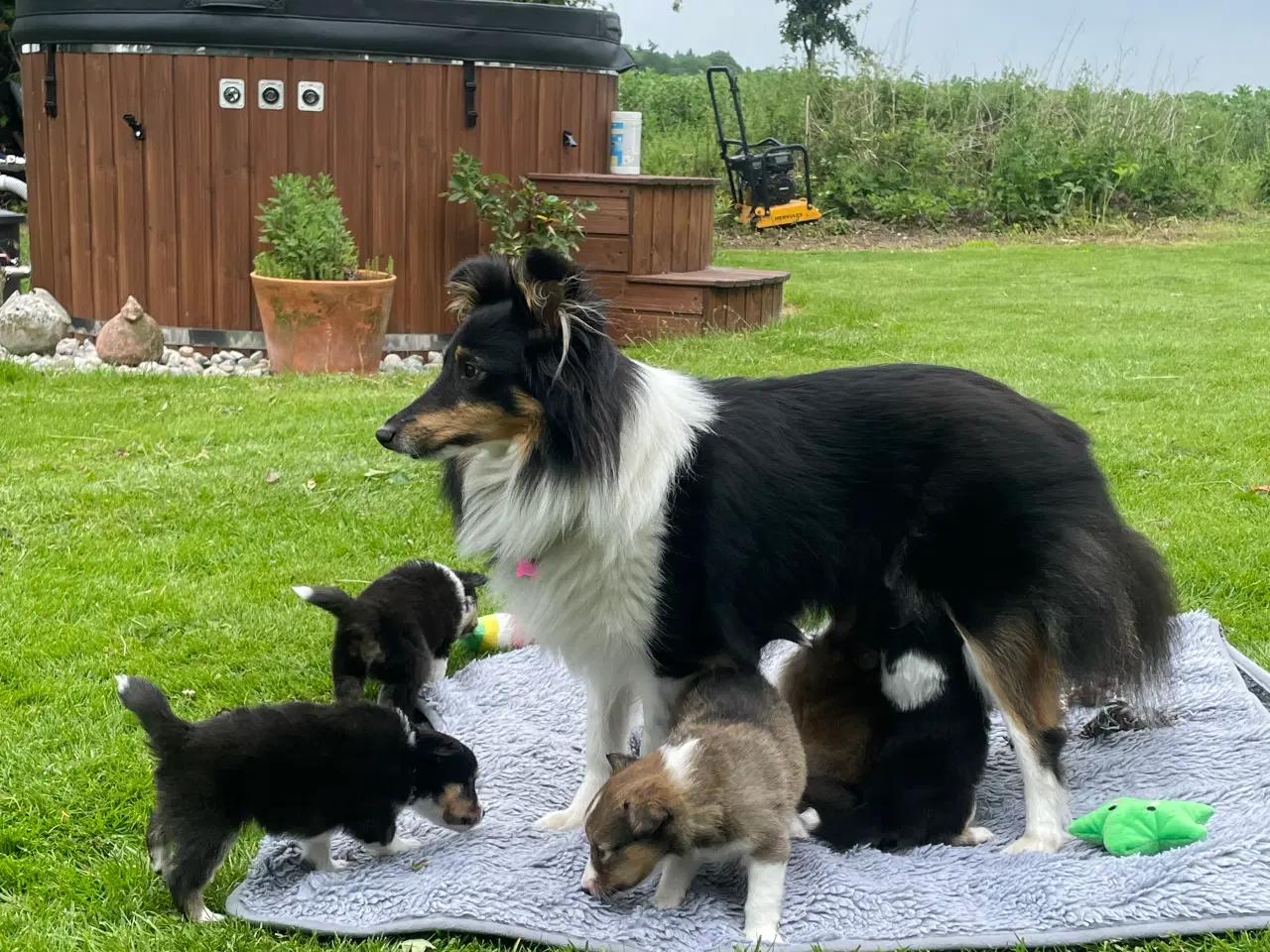 Billede 1 - Shetland sheepdog hvalpe