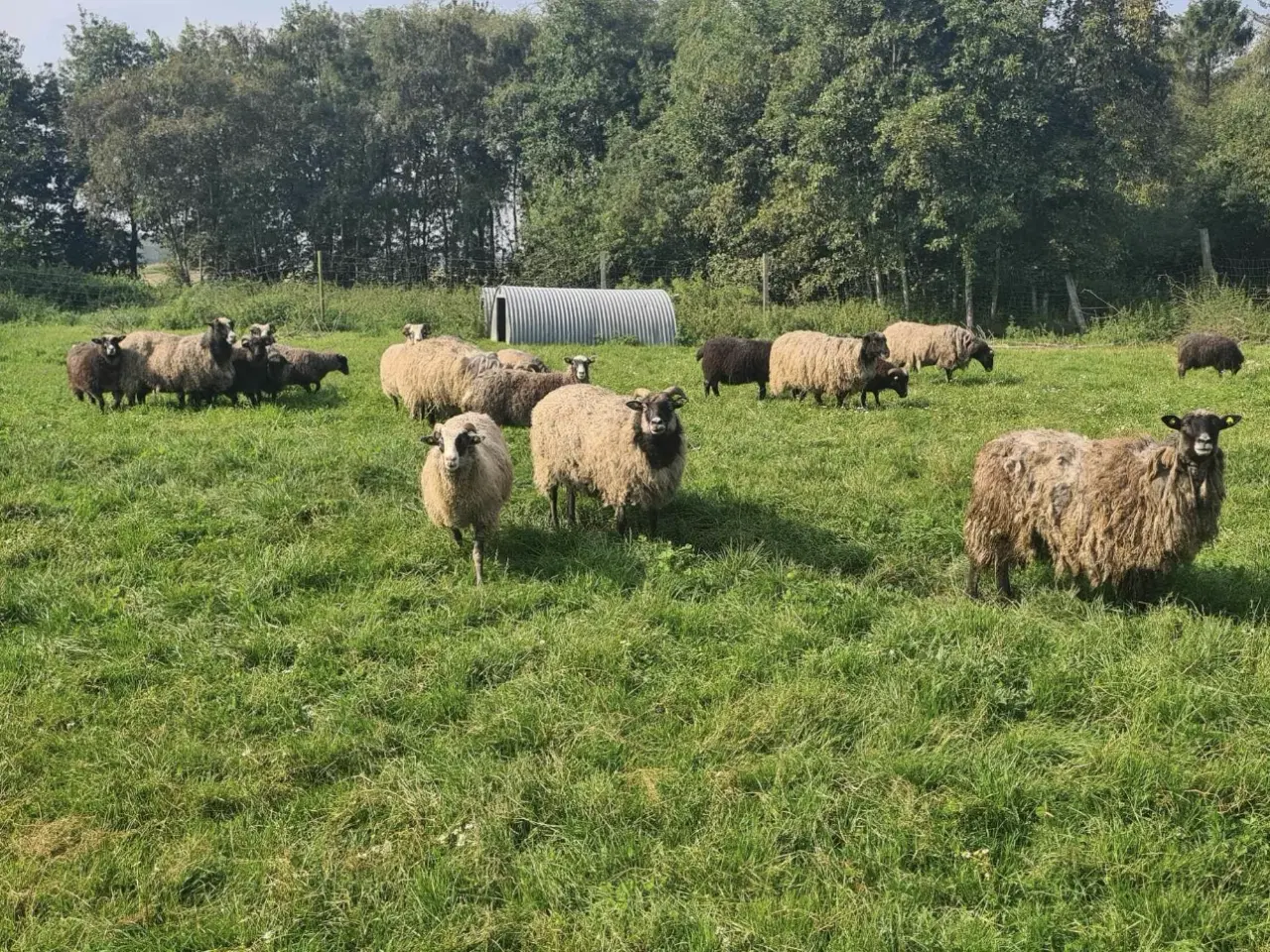 Billede 1 - Stor fåre flok sælges samlet 