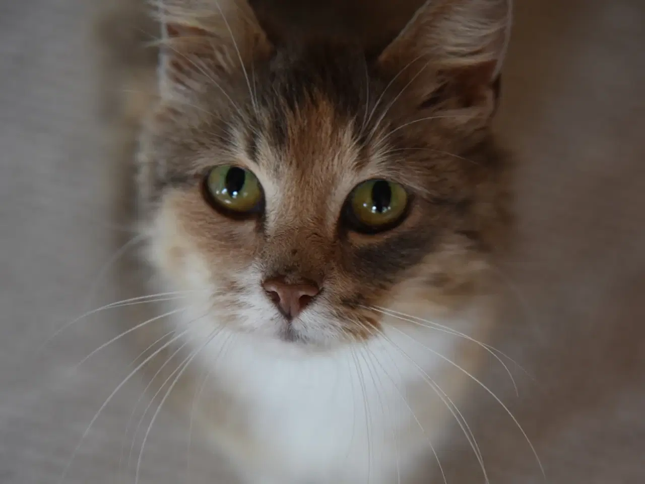 Billede 6 - Fluffy, legesyg kat søger et kærligt hjem