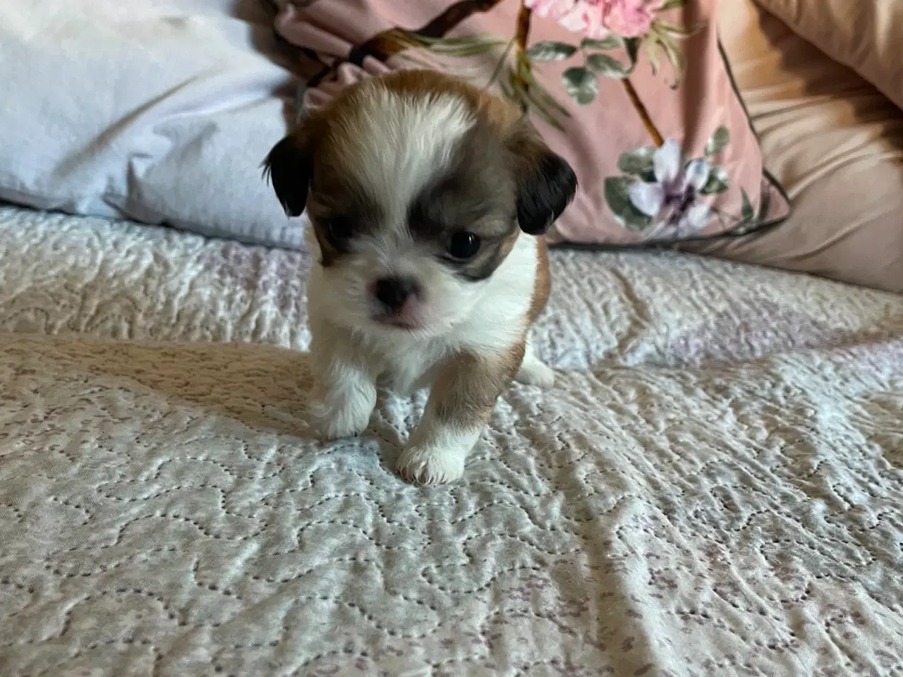 Billede 4 - Shih tzu blanding 