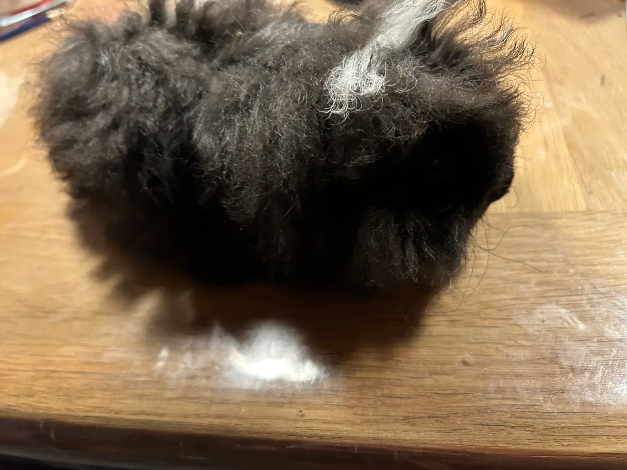 Billede 2 - Han marsvin alpaca ( langhåret)