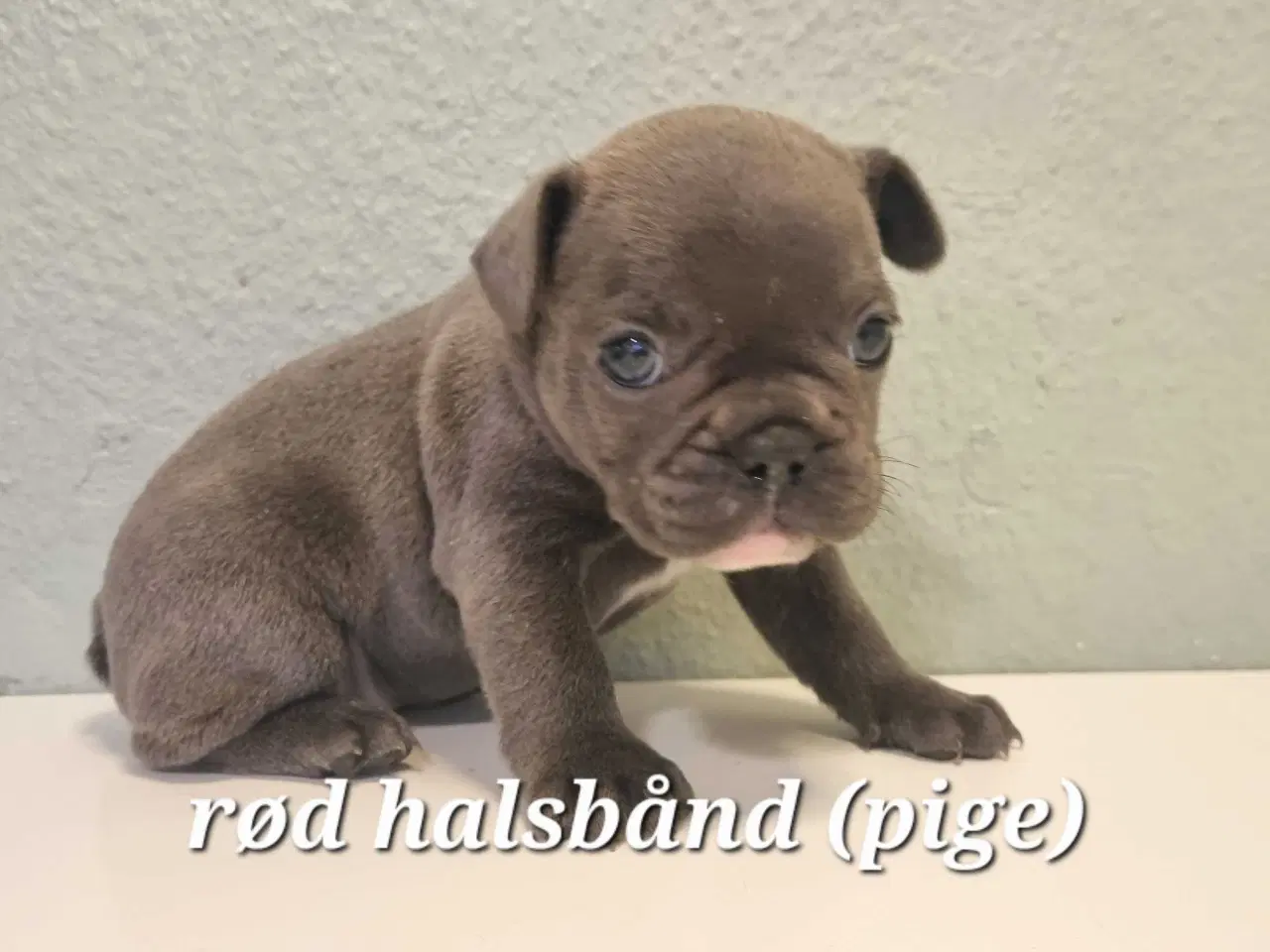 Billede 2 - Fransk bulldog hvalpe 