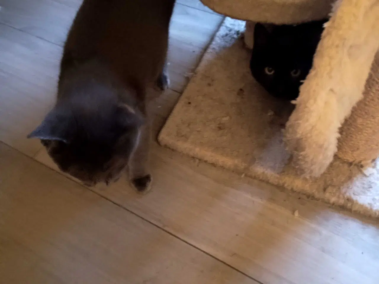 Billede 3 - 16 uger gammel killinger