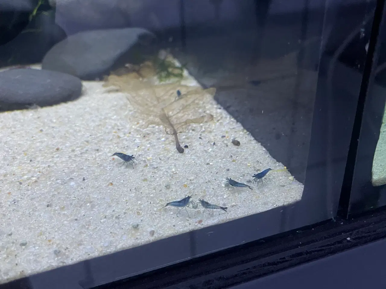 Billede 1 - Blå rejer. 