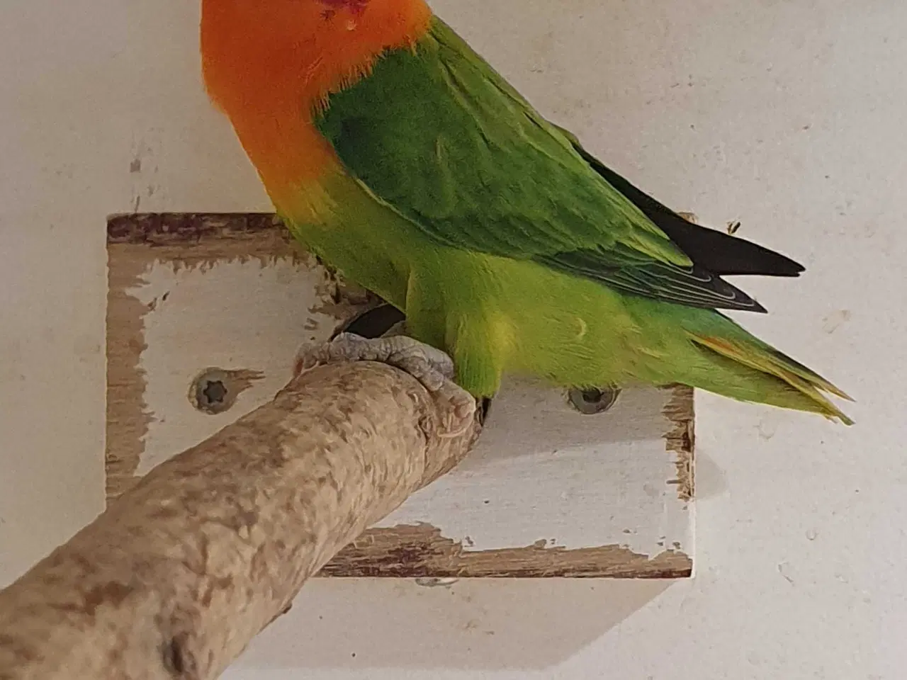 Billede 7 - Dværgpapegøje Grøn Opaline 