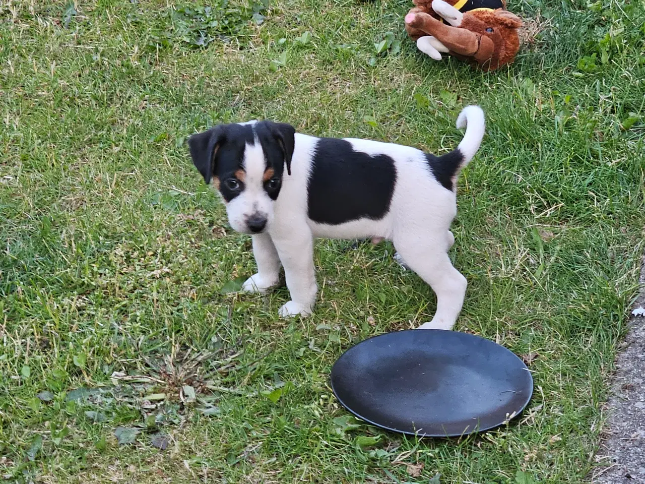 Billede 1 - Dansk svensk gårdhund hvalpe 