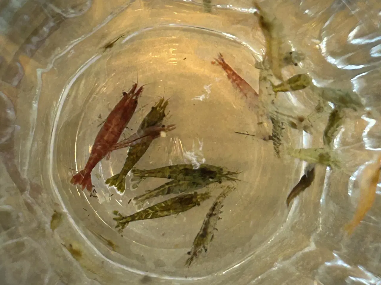 Billede 1 -  🦐 Neocaridina rejer – blandede 5stk | GLS