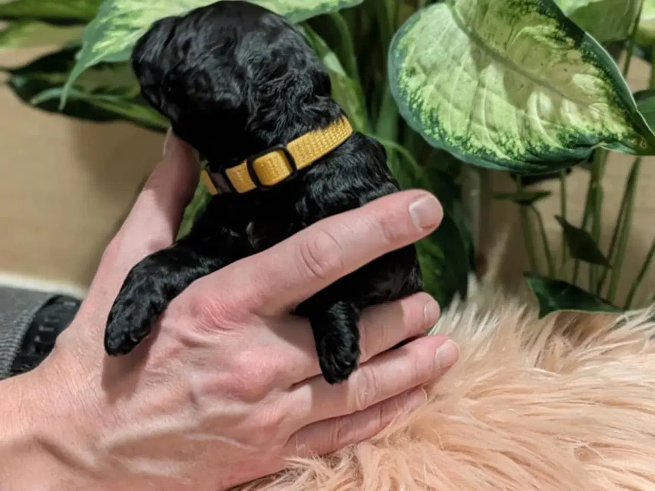 Billede 12 - Cockapoo hvalpe søger nye hjem