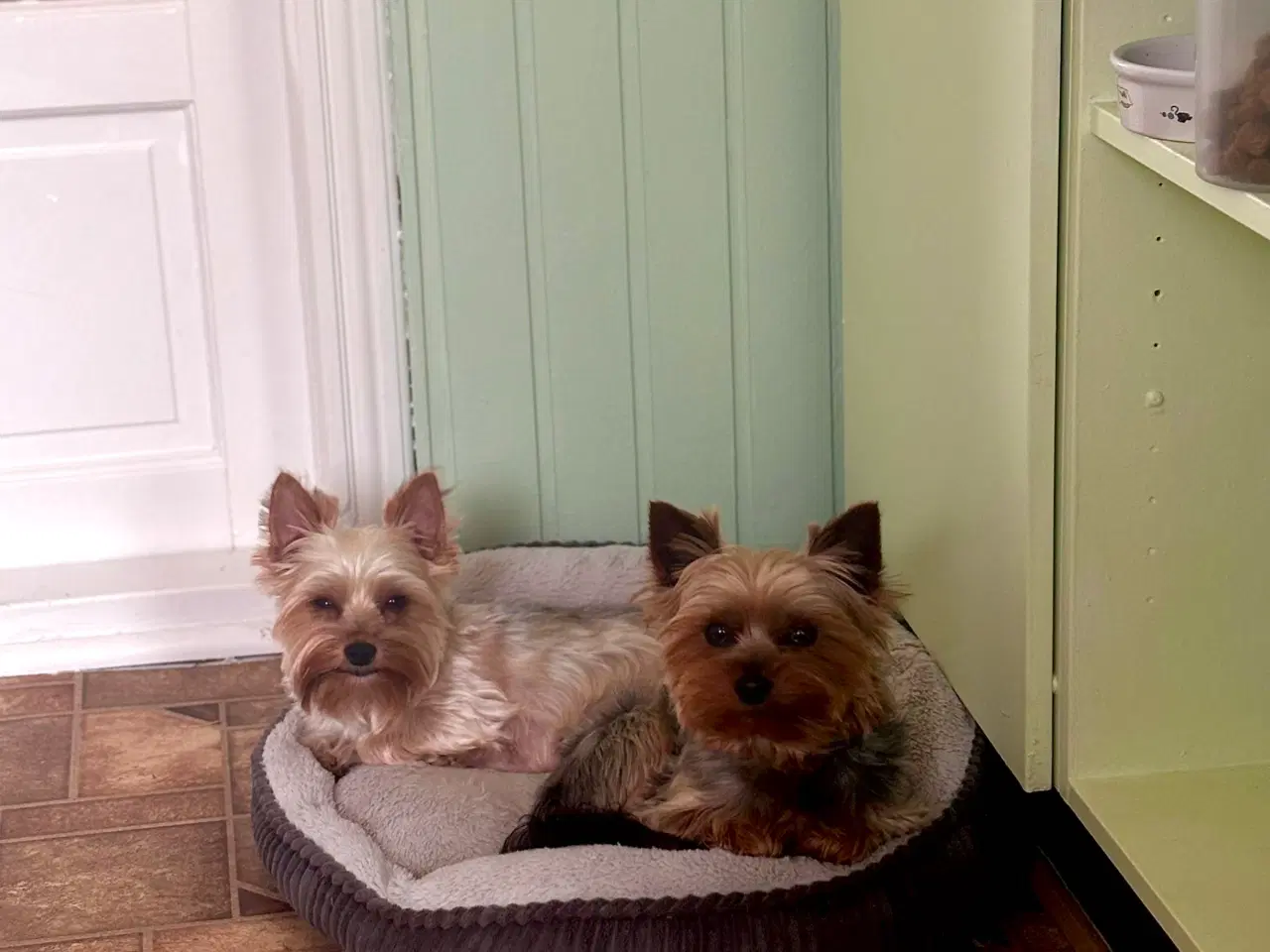 Billede 8 - Yorkshire Terrier Hvalpe
