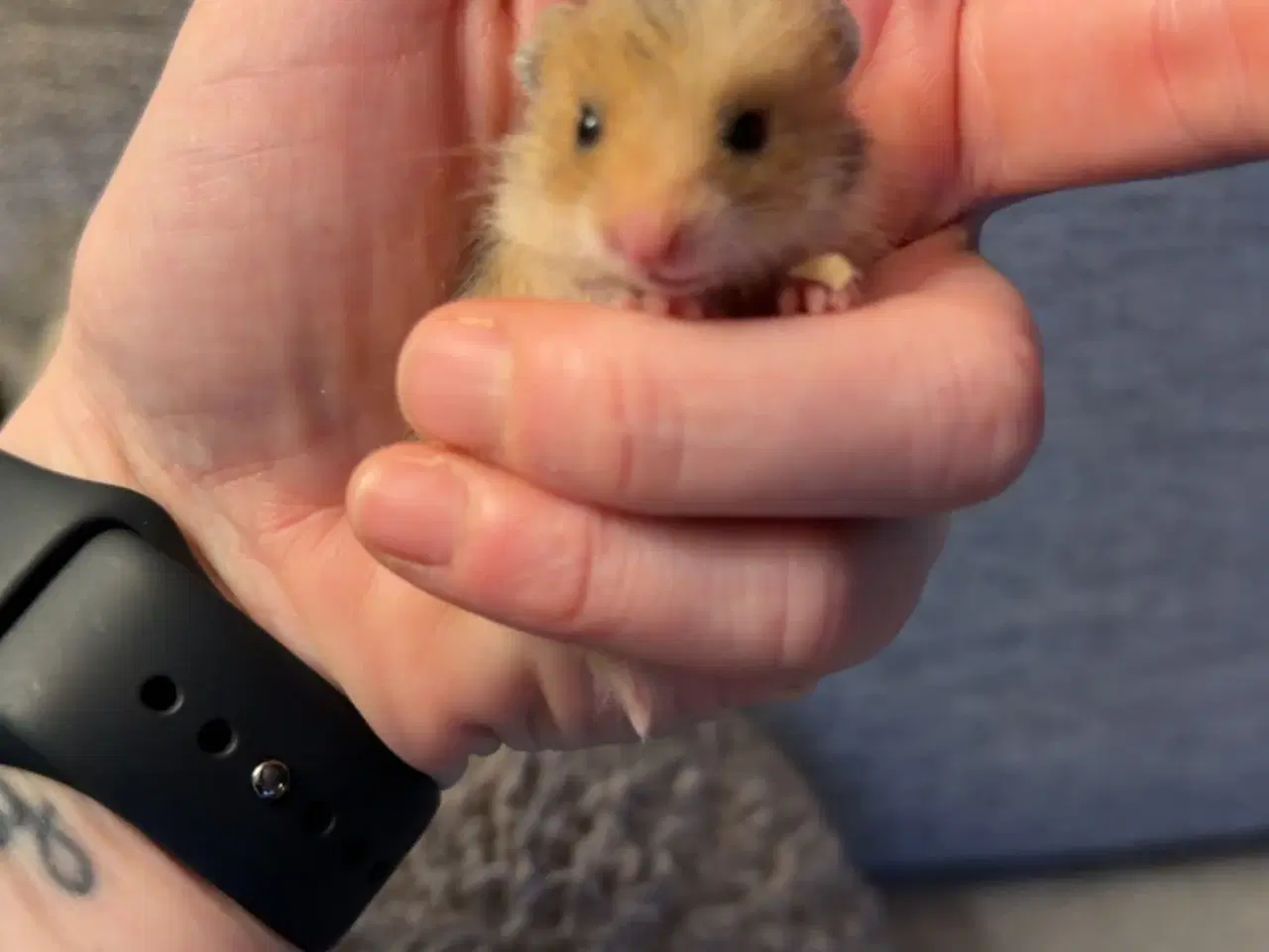 Billede 5 - Guldhamster unger