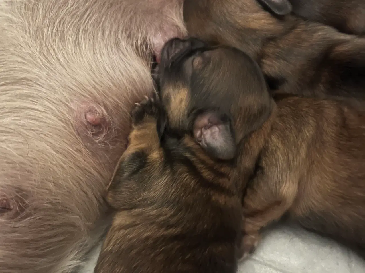 Billede 7 - Hundehvalpe