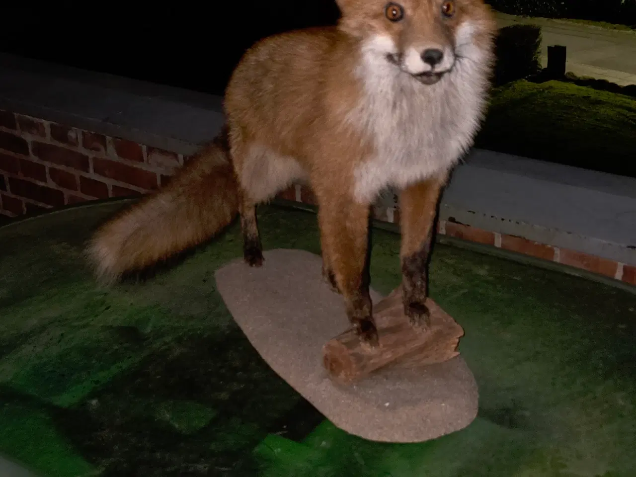 Billede 1 - Udstoppet Ræv