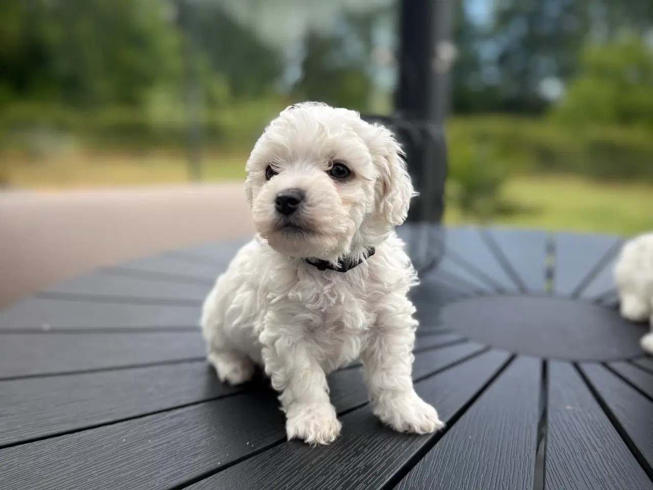 Billede 9 - Bichon Frisé hvalpe