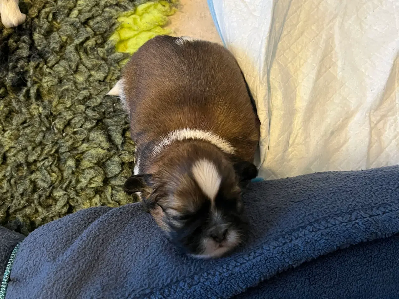 Billede 7 - Shihzhuer 5 drenge og en pige