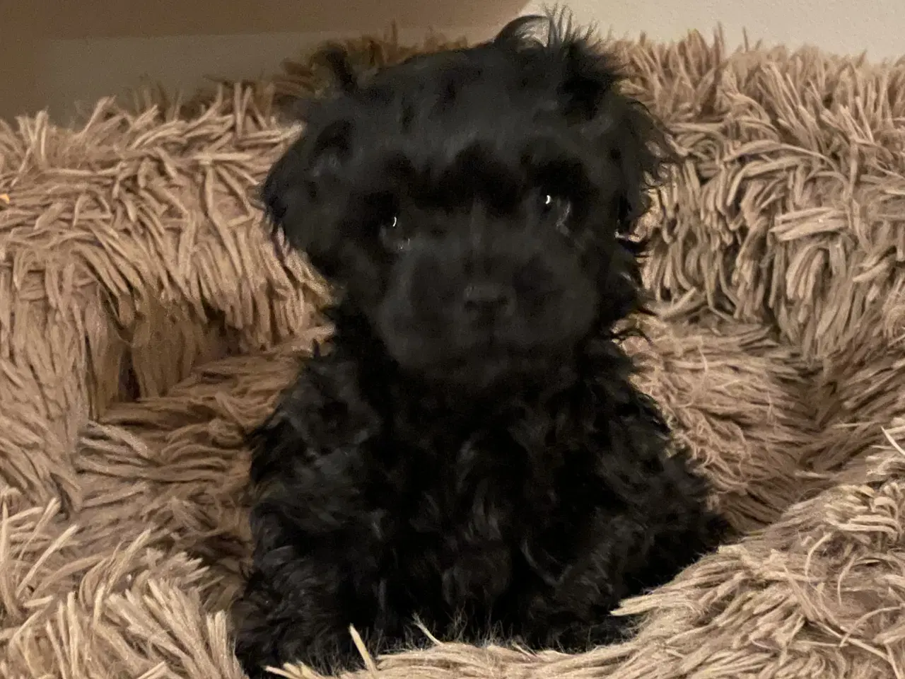 Billede 1 - Russkaya Tsvetsnaya Bolonka hvalp