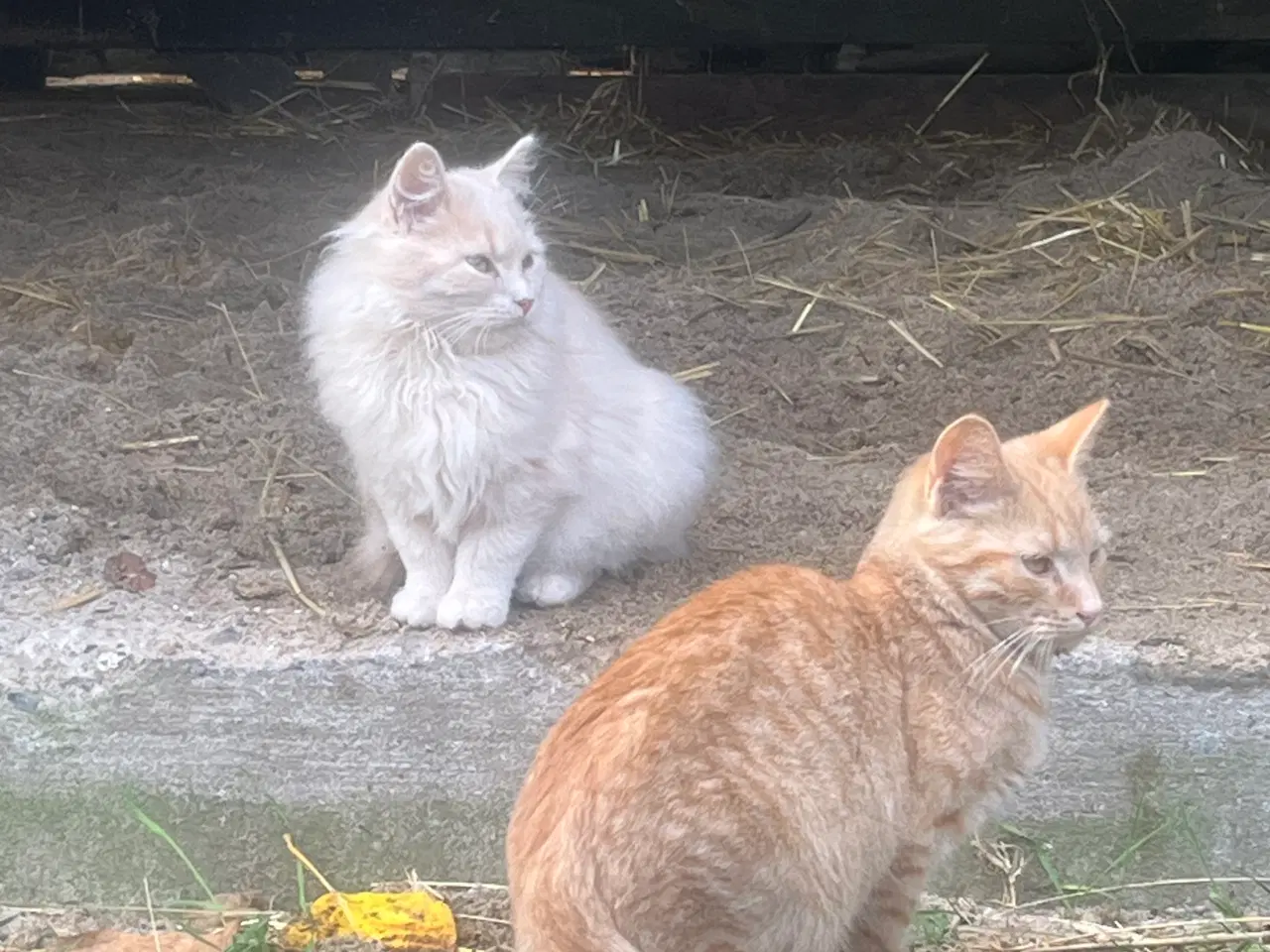 Billede 1 - Killinger søger gode hjem.