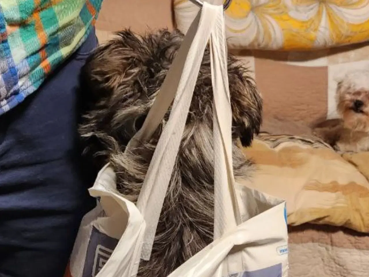 Billede 5 - Søde Sury