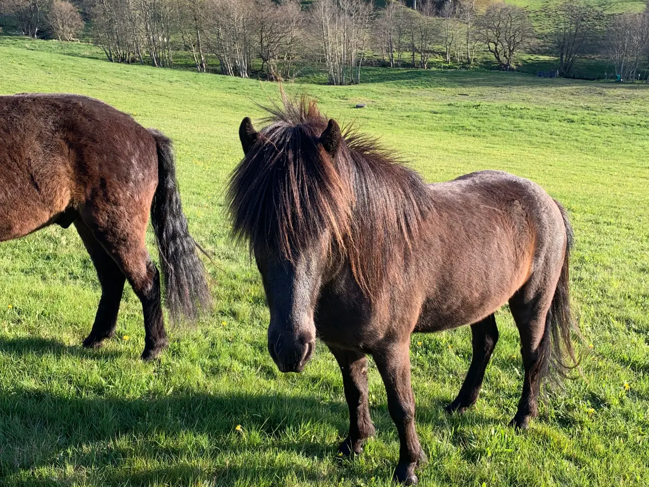 Billede 8 - Verdens bedste Bullerbasse