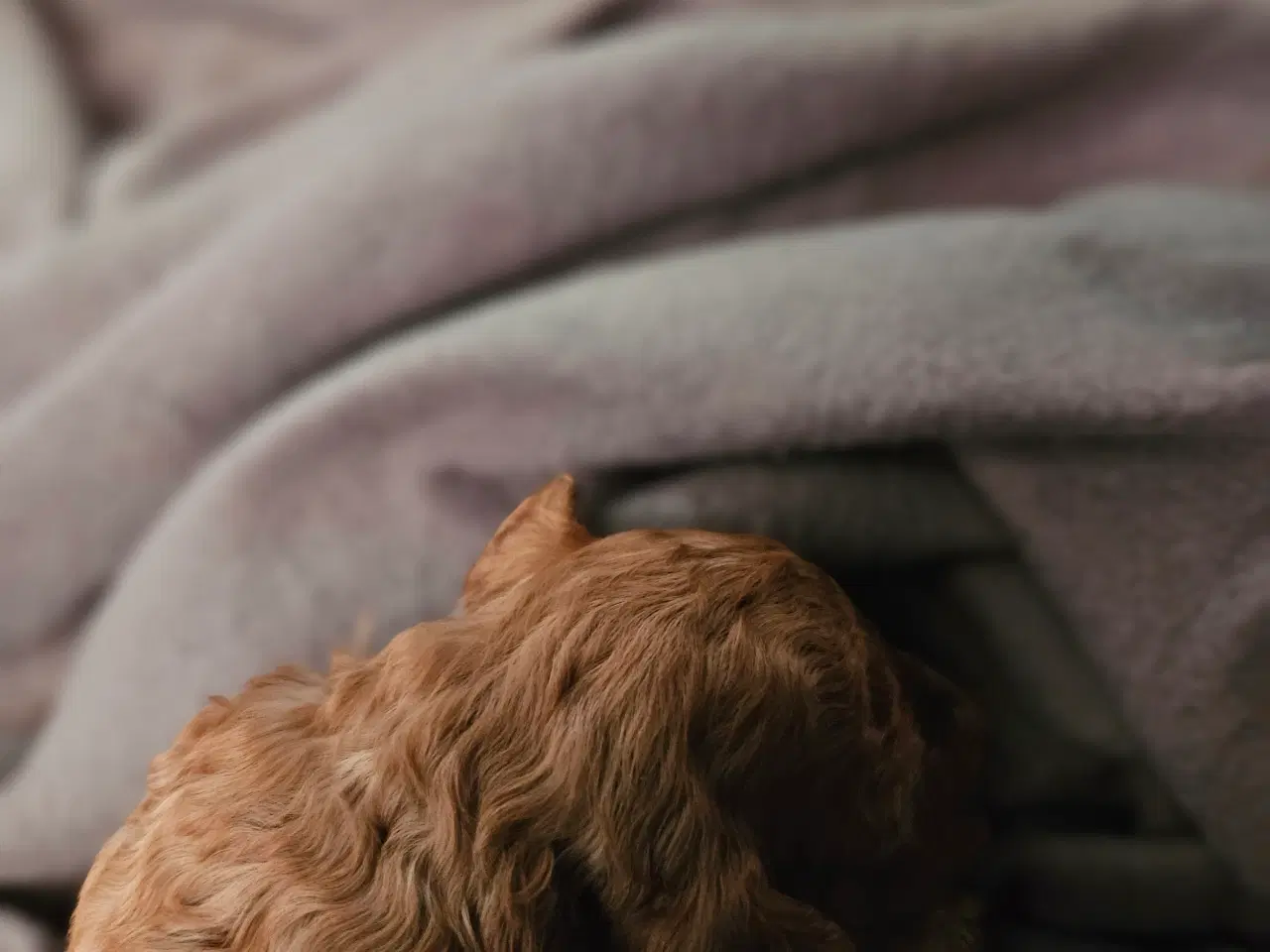 Billede 2 - Puddel toy/dværg 