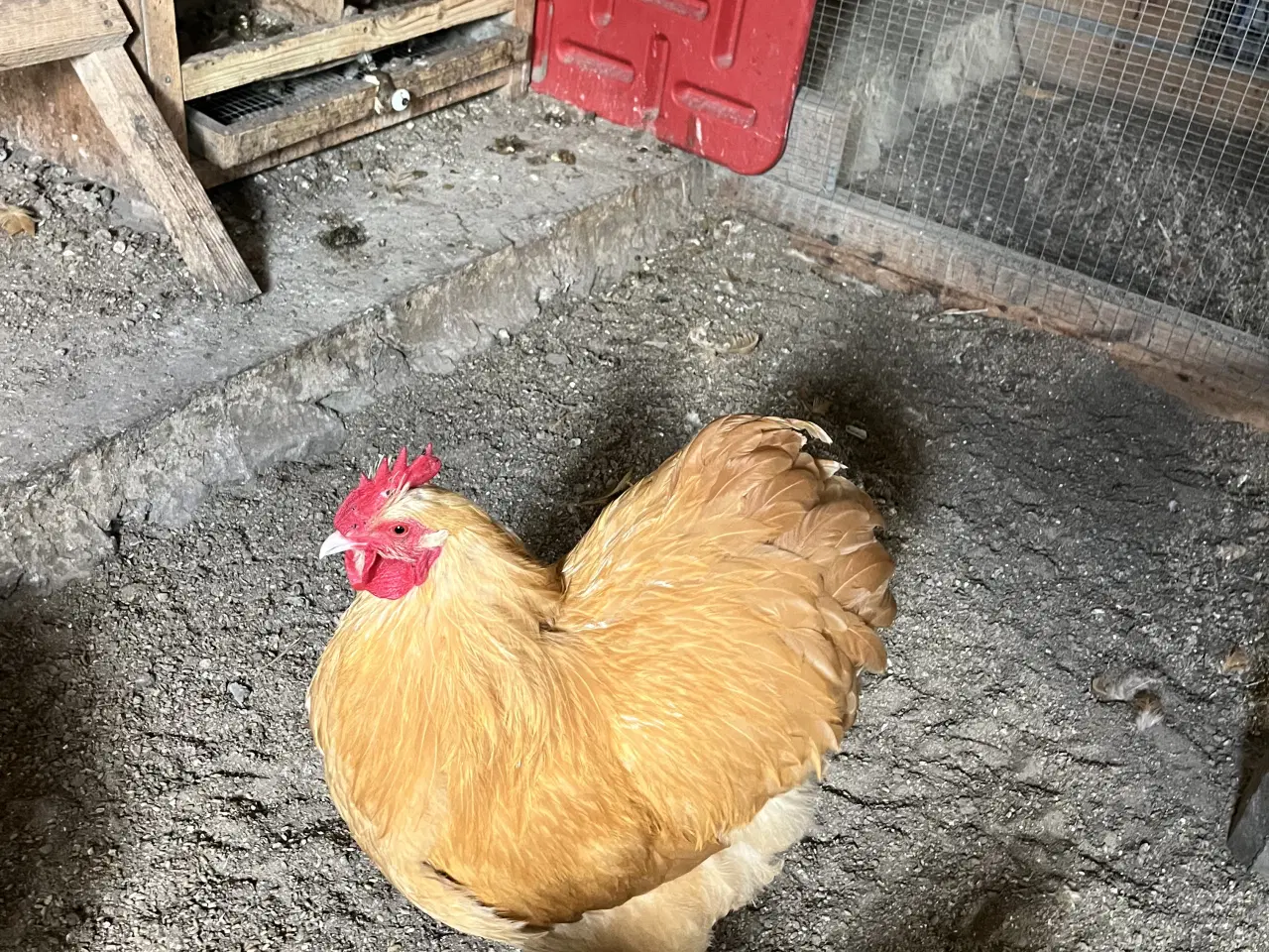 Billede 3 - Gul Orpington hane