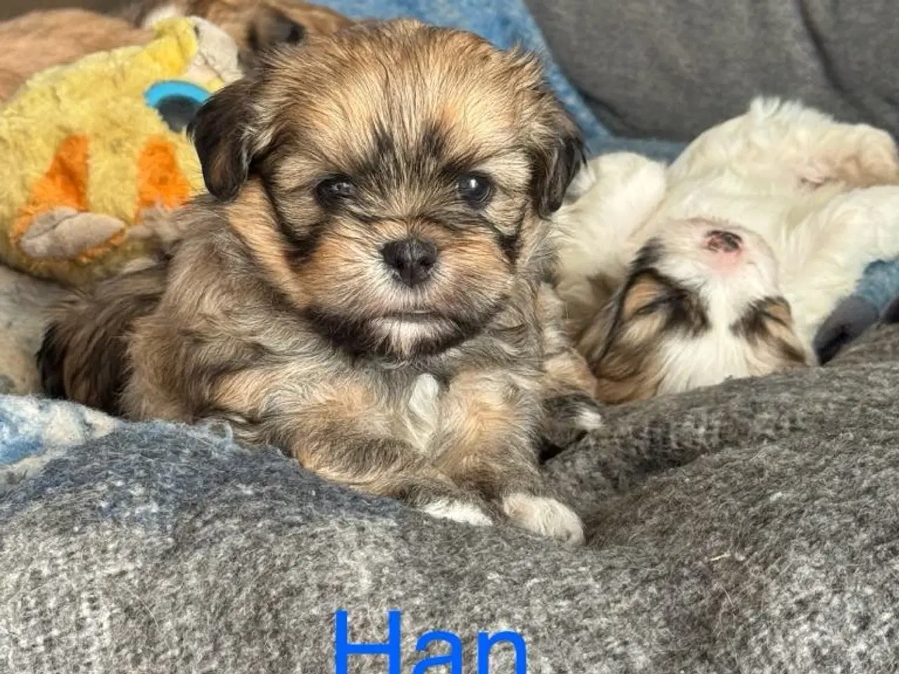 Billede 3 - Lhasa apso/Bichon Havanais hvalpe