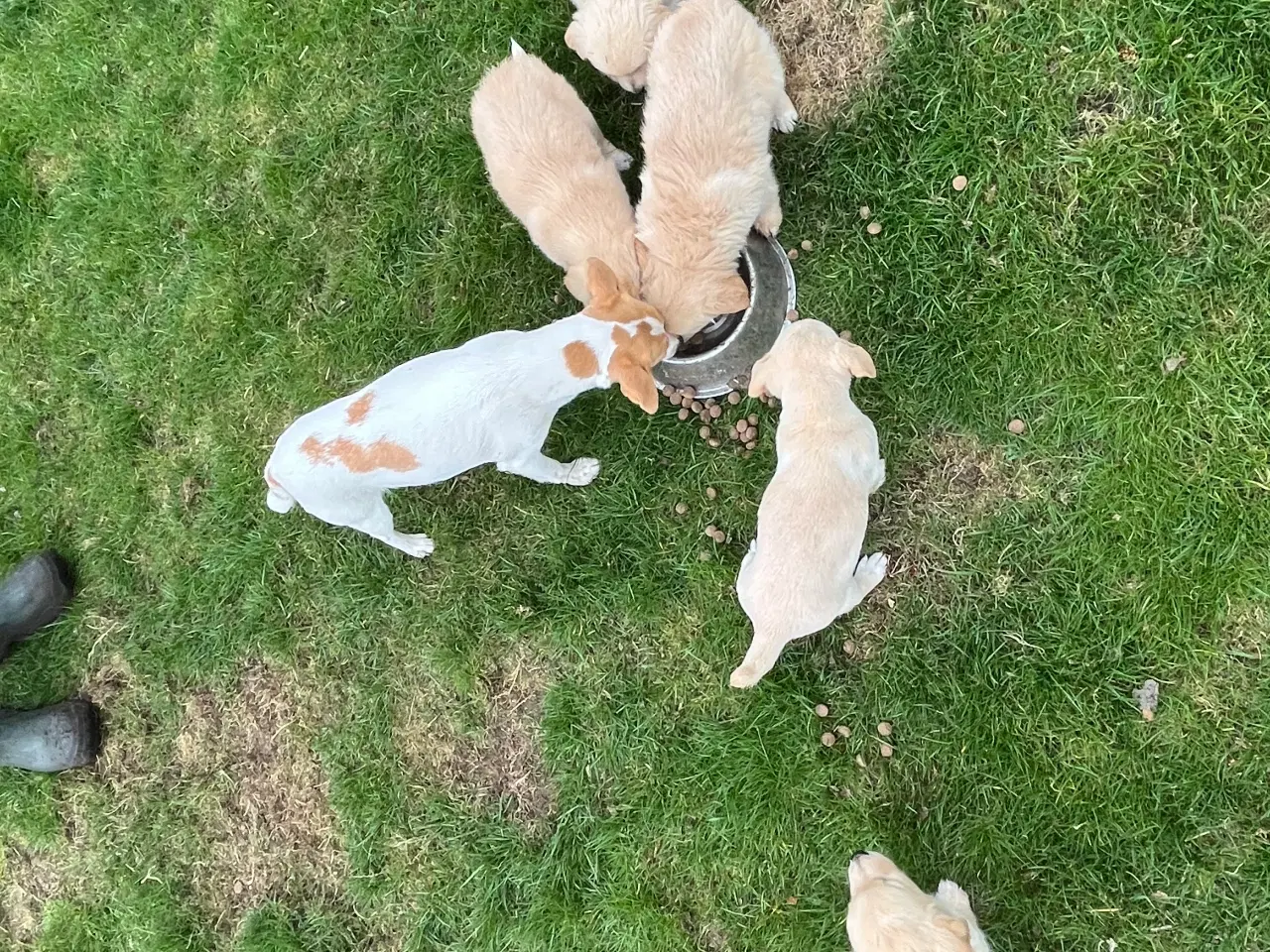 Billede 9 - 5 unikke blandingshvalpe sælges