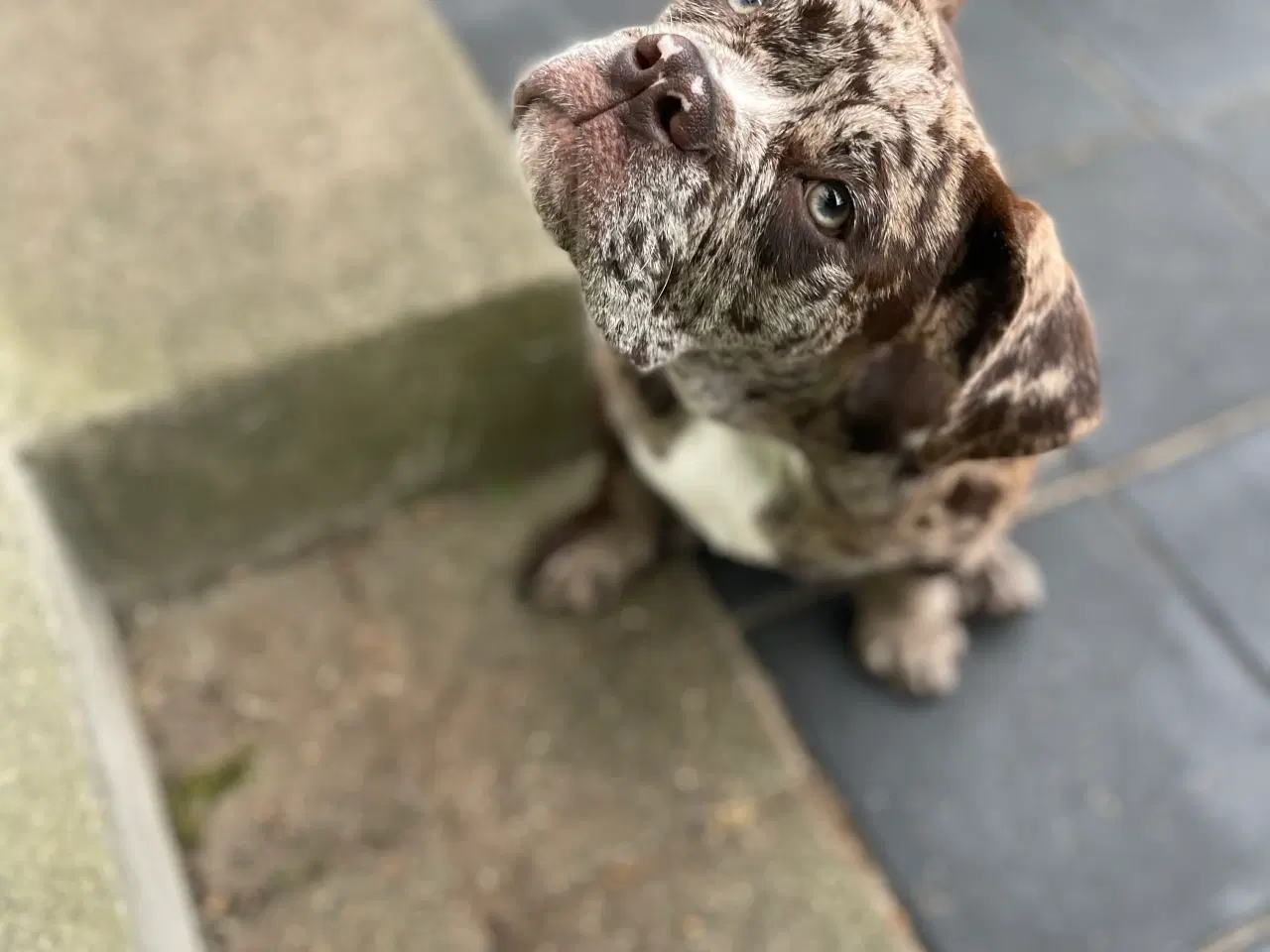 Billede 4 - Olde English bulldog 6 mdr