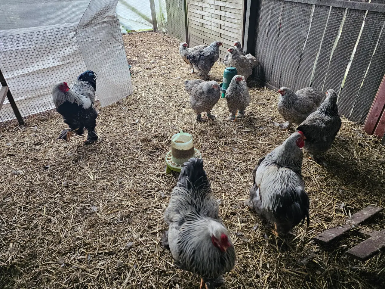 Billede 1 - Rugeæg af stor Brahma 