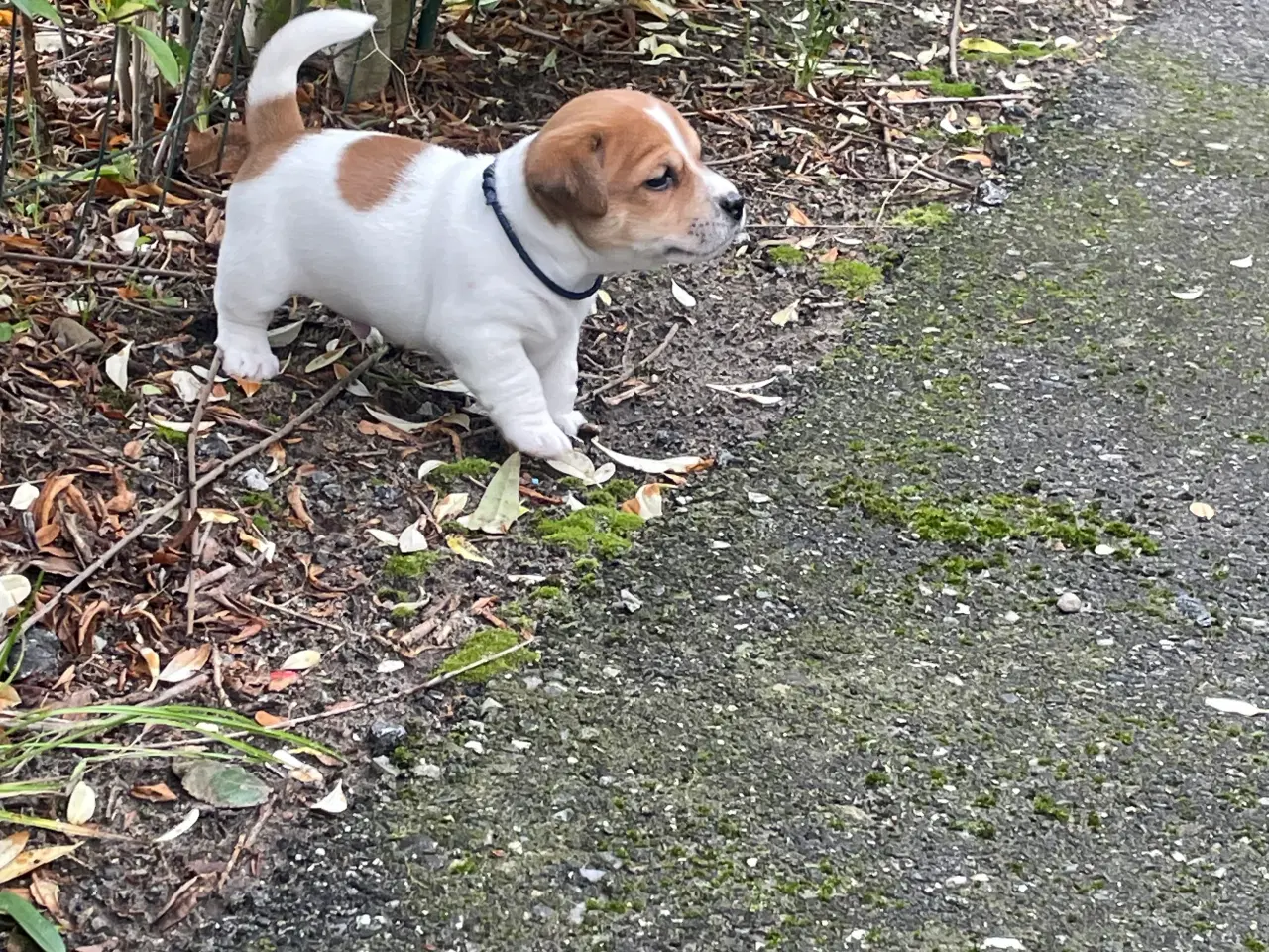 Billede 5 - Jack Russell Terrier hvalpe